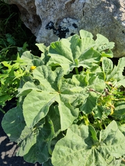 Malva arborea