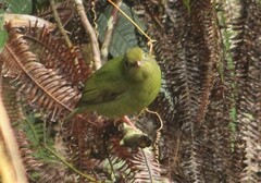 Chiroxiphia caudata