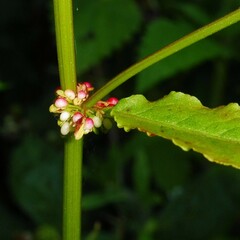 Rumex conglomeratus