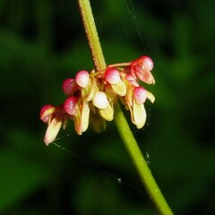 Rumex conglomeratus