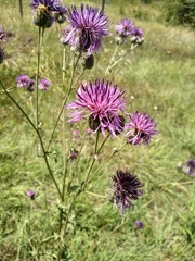 Centaurea scabiosa adpressa