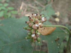 Psychotria vogeliana