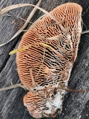 Gloeophyllum sepiarium