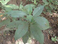 Psychotria vogeliana