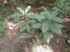 Psychotria vogeliana