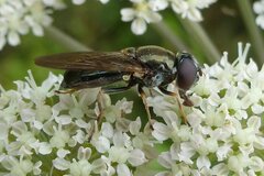 Cheilosia scutellata