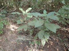 Psychotria vogeliana