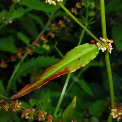Rumex conglomeratus