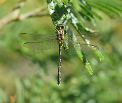 Hemigomphus