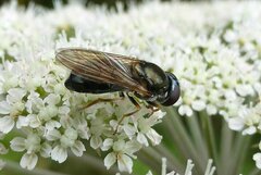 Cheilosia scutellata