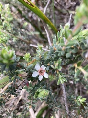 Leptospermum lanigerum