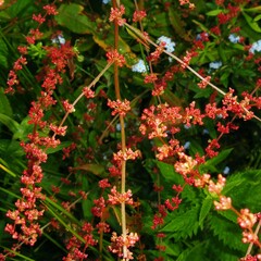 Rumex conglomeratus