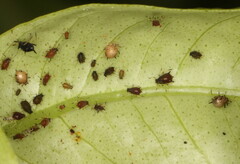 Uroleucon sonchi