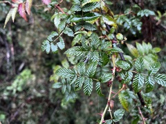 Rubus croceacanthus