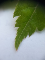 Acer pseudosieboldianum