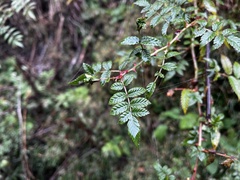 Rubus croceacanthus
