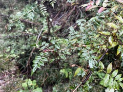 Rubus croceacanthus