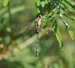 Hemigomphus