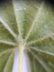 Acer pseudosieboldianum