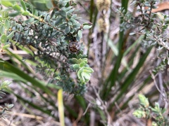 Leptospermum lanigerum
