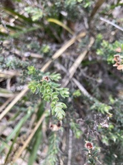 Leptospermum lanigerum