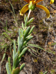 Osteospermum polygaloides