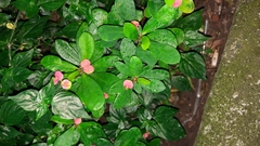 Euphorbia milii