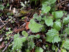 Urtica thunbergiana