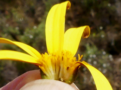 Osteospermum polygaloides