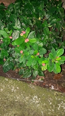Euphorbia milii
