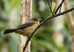 Trichothraupis melanops