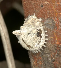Aspidoproctus mirabilis