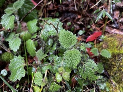 Urtica thunbergiana