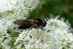 Cheilosia scutellata