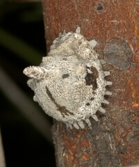Aspidoproctus mirabilis