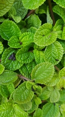 Pilea nummulariifolia