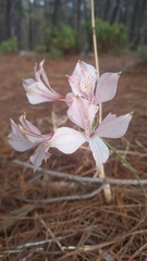 Alstroemeria hookeri