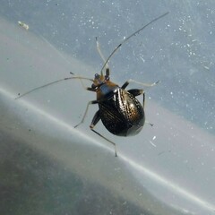 Halticus luteicollis