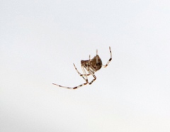 Parasteatoda tepidariorum