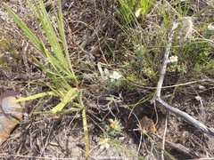 Euchaetis diosmoides