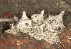 Aspidoproctus mirabilis