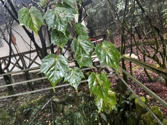 Acer morrisonense