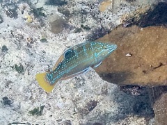 Halichoeres radiatus