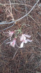 Alstroemeria hookeri