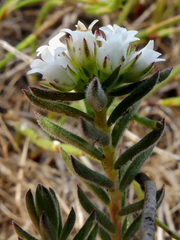 Euchaetis diosmoides