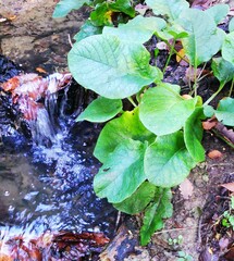 Trachystemon orientalis