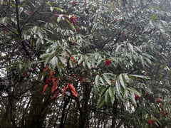 Photinia niitakayamensis