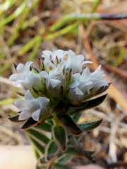 Euchaetis diosmoides