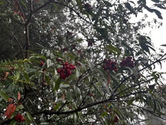 Photinia niitakayamensis