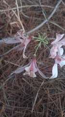 Alstroemeria hookeri